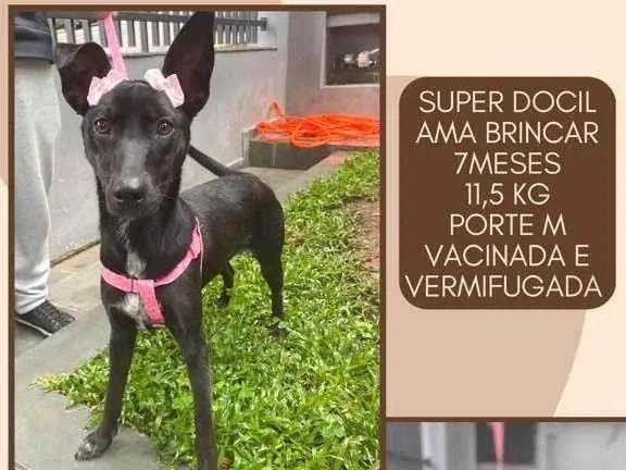 Cachorro raça Srd  idade 7 a 11 meses nome Peppa