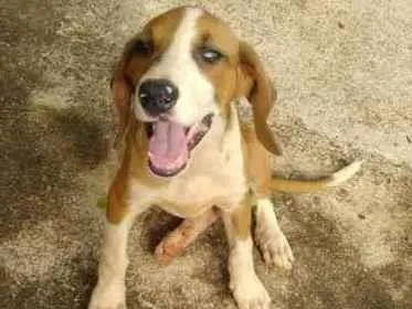 Cachorro ra a Vira-lata  idade 2 a 6 meses nome Belinha 