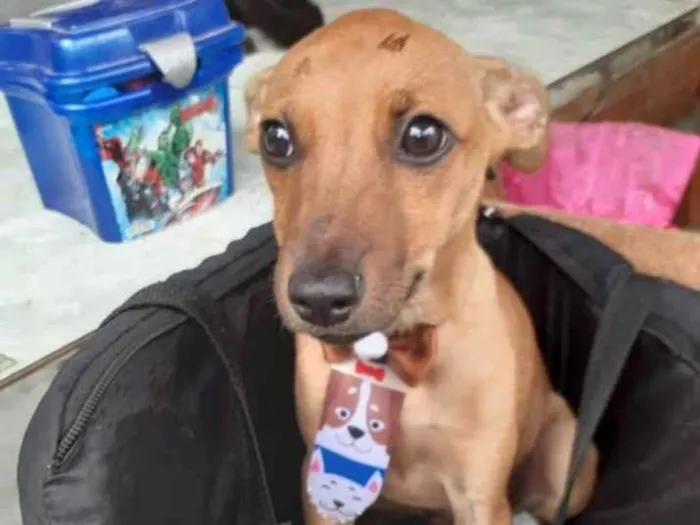 Cachorro ra a SRD idade 2 a 6 meses nome Filhotes 5 meses