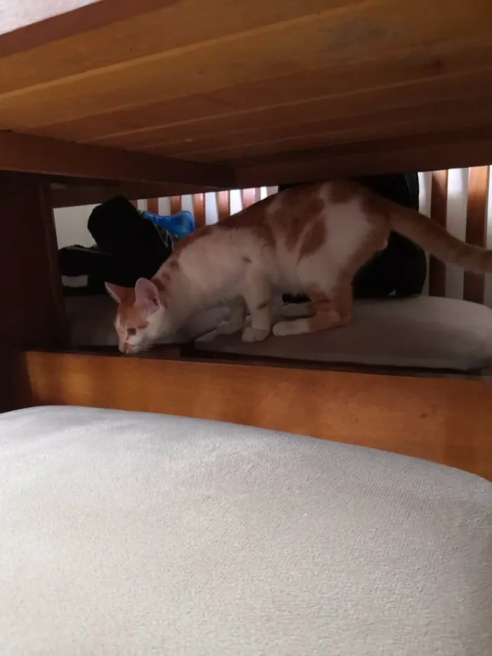 Gato ra a  idade 7 a 11 meses nome Kadu