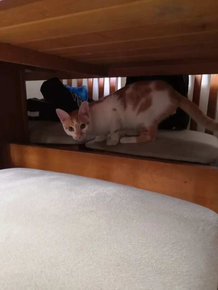 Gato ra a  idade 7 a 11 meses nome Kadu