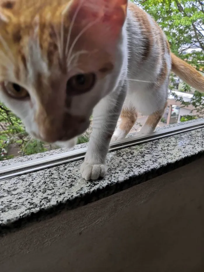 Gato ra a  idade 7 a 11 meses nome Kadu
