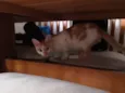 Kadu