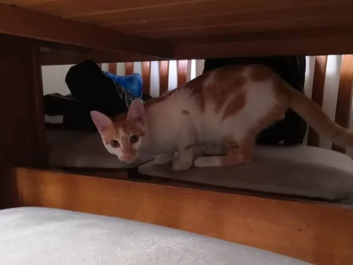Gato ra a  idade 7 a 11 meses nome Kadu