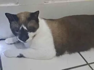 Gato raça SRD-ViraLata idade 1 ano nome Nikita