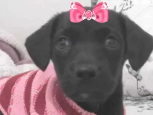 Cachorro raça Mestica  idade 2 a 6 meses nome Rubi 