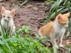 Gato raça SRD-ViraLata idade 2 a 6 meses nome Amarelinha