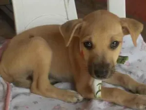 Cachorro raça SRD-ViraLata idade 2 a 6 meses nome Toddy