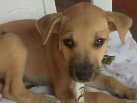 Cachorro ra a SRD-ViraLata idade 2 a 6 meses nome Toddy