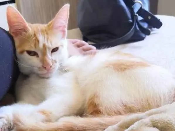 Gato ra a  idade 7 a 11 meses nome Kadu