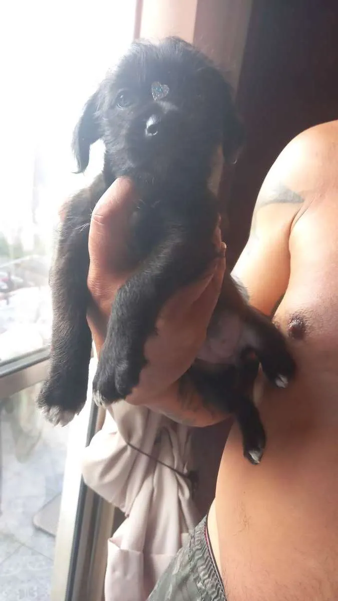 Cachorro ra a Indefinida idade Abaixo de 2 meses nome Não tem
