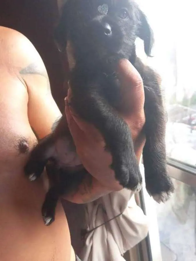 Cachorro ra a Indefinida idade Abaixo de 2 meses nome Não tem