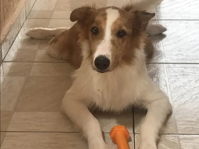 Cachorro raça Border collie idade 7 a 11 meses nome Rhavi