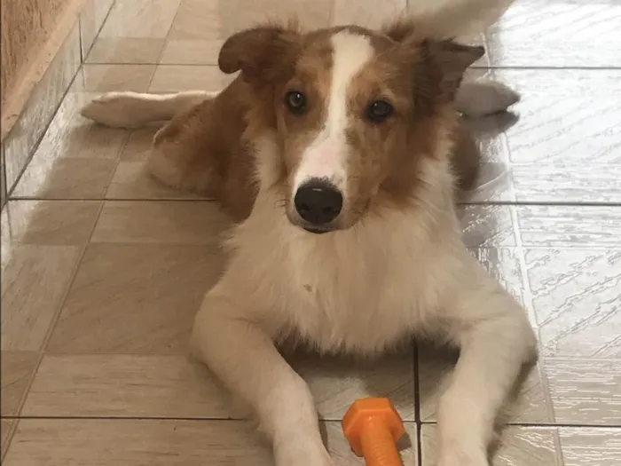 Cachorro raça Border collie idade 7 a 11 meses nome Rhavi