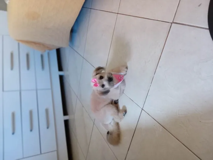 Cachorro ra a Maltês idade 1 ano nome Bella