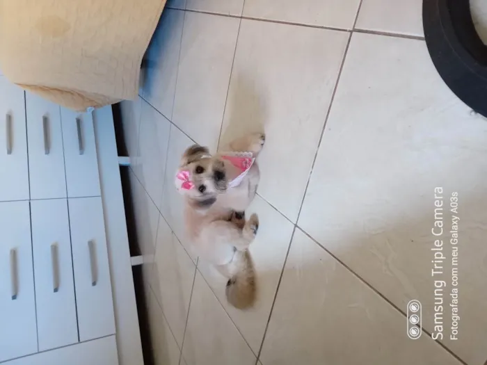 Cachorro ra a Maltês idade 1 ano nome Bella