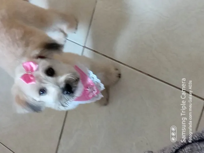 Cachorro ra a Maltês idade 1 ano nome Bella