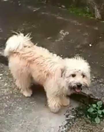 Cachorro ra a Maltês idade 1 ano nome Bella