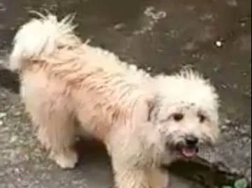 Cachorro ra a Maltês idade 1 ano nome Bella