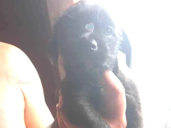 Cachorro ra a Indefinida idade Abaixo de 2 meses nome Não tem