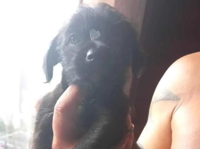 Cachorro ra a Indefinida idade Abaixo de 2 meses nome Não tem