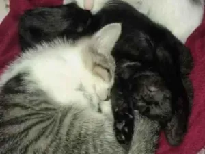 Gato raça SRD-ViraLata idade 2 a 6 meses nome Black e Laura 