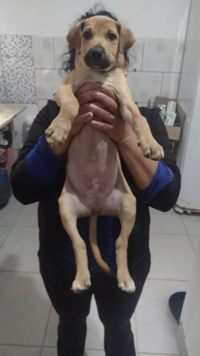 Cachorro ra a SRD-ViraLata idade 2 a 6 meses nome Guioza