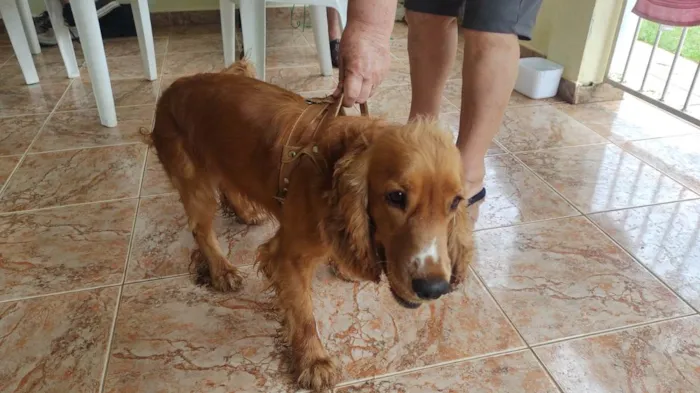 Cachorro ra a Cocker idade 1 ano nome Bad