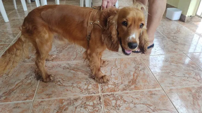 Cachorro ra a Cocker idade 1 ano nome Bad