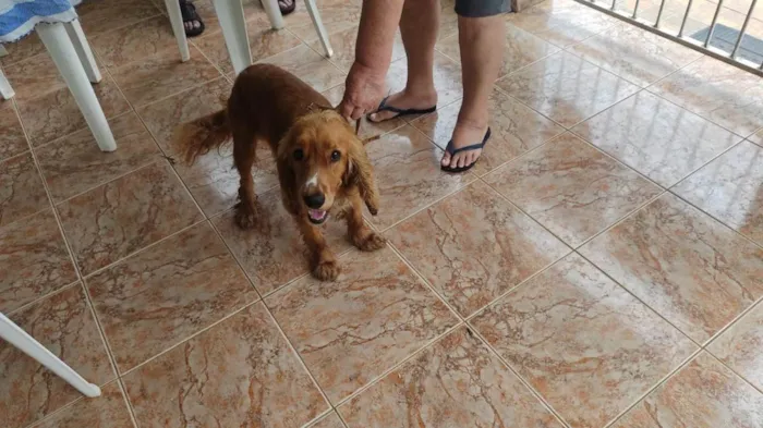 Cachorro ra a Cocker idade 1 ano nome Bad