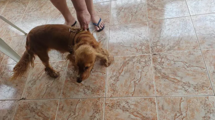 Cachorro ra a Cocker idade 1 ano nome Bad