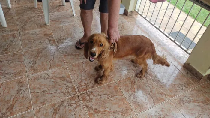 Cachorro ra a Cocker idade 1 ano nome Bad
