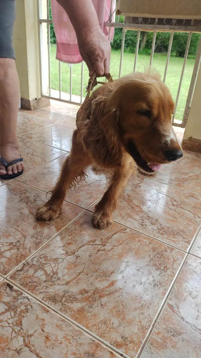 Cachorro ra a Cocker idade 1 ano nome Bad