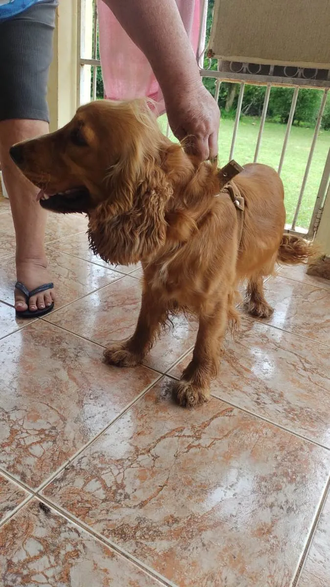 Cachorro ra a Cocker idade 1 ano nome Bad