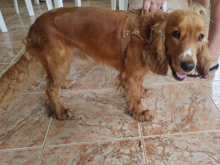Cachorro ra a Cocker idade 1 ano nome Bad