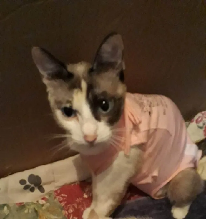 Gato ra a SRD-ViraLata idade 7 a 11 meses nome Sem nome