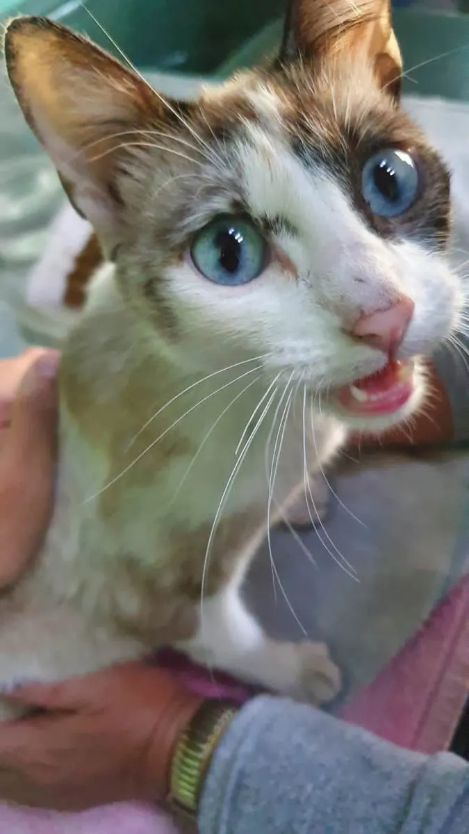 Gato ra a SRD-ViraLata idade 7 a 11 meses nome Sem nome
