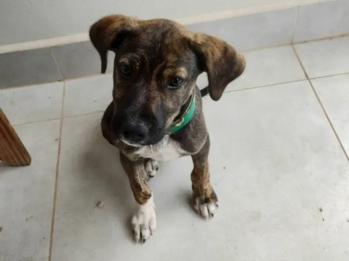 Cachorro ra a SRD-ViraLata idade 2 a 6 meses nome Não tem