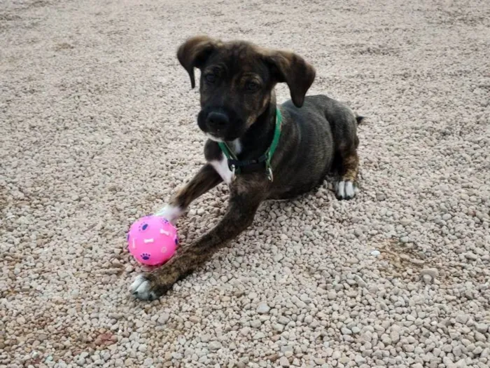 Cachorro ra a SRD-ViraLata idade 2 a 6 meses nome Não tem