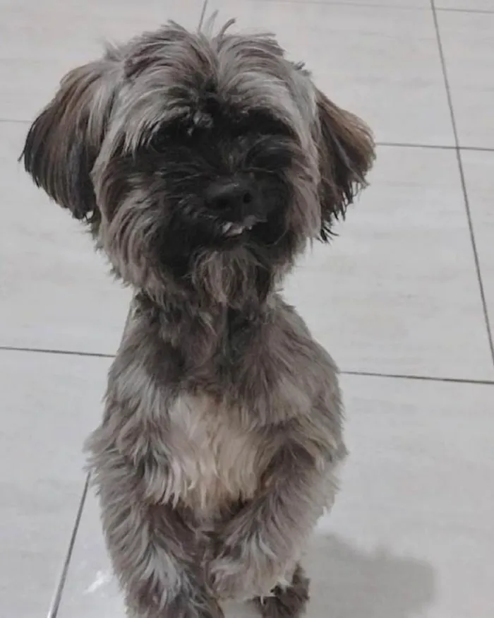 Cachorro raça Shitzu idade 5 anos nome Bolinha