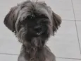 Bolinha