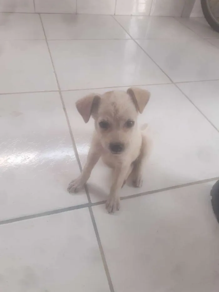 Cachorro raça SRD-ViraLata idade Abaixo de 2 meses nome Sem nome