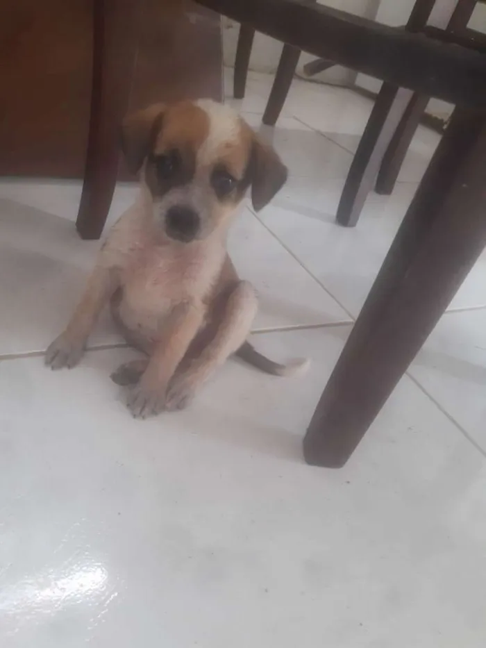 Cachorro raça SRD-ViraLata idade Abaixo de 2 meses nome Sem nome