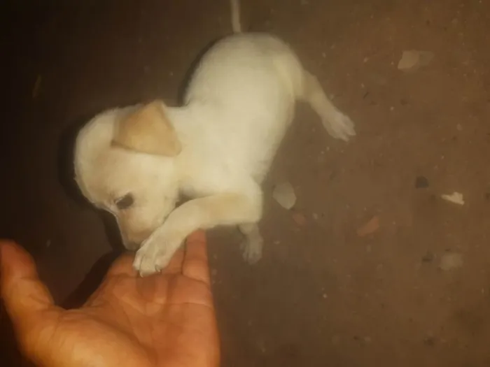 Cachorro raça SRD-ViraLata idade Abaixo de 2 meses nome Sem nome