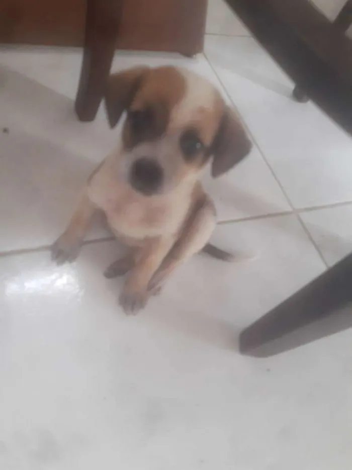 Cachorro raça SRD-ViraLata idade Abaixo de 2 meses nome Sem nome
