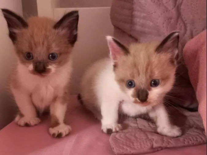 Gato ra a SRD-ViraLata idade Abaixo de 2 meses nome Sem nomes