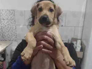 Cachorro raça SRD-ViraLata idade 2 a 6 meses nome Guioza