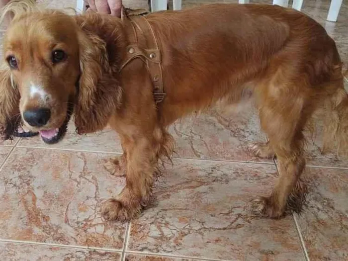 Cachorro ra a Cocker idade 1 ano nome Bad