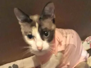 Gato raça SRD-ViraLata idade 7 a 11 meses nome Sem nome