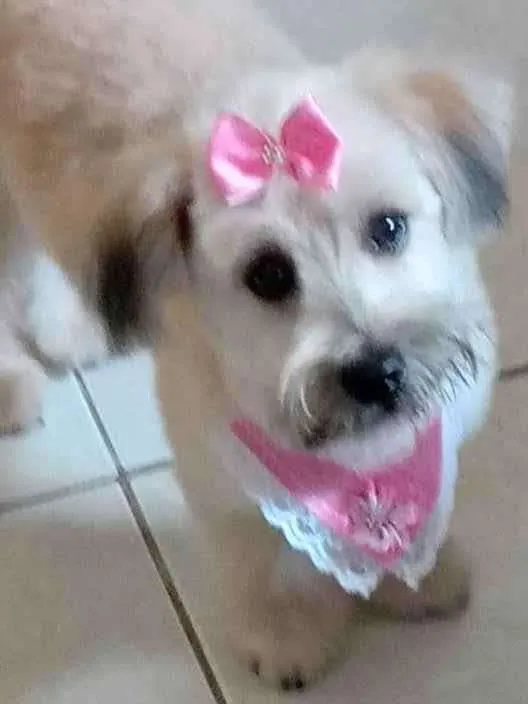 Cachorro ra a Maltês idade 1 ano nome Bella